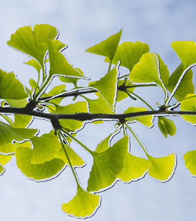 ginkgo-biloba.1.png